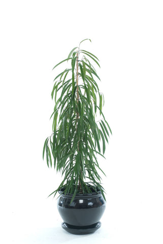 Ficus Longapholia - PlantPeople