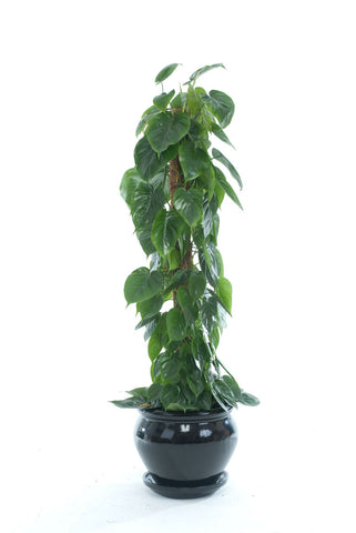 Philodendron Scandens - PlantPeople