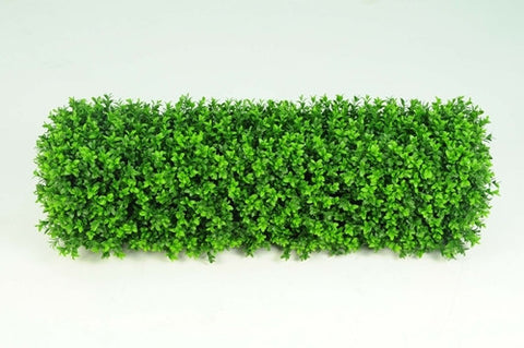 Boxwood Hedge - Small - PlantPeople