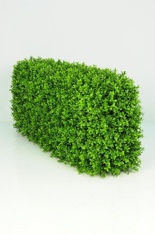 Boxwood Hedge - Medium - PlantPeople