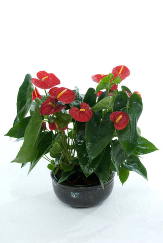 CB Red Anthurium - PlantPeople