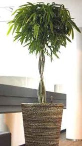 Ficus longapholia - PlantPeople