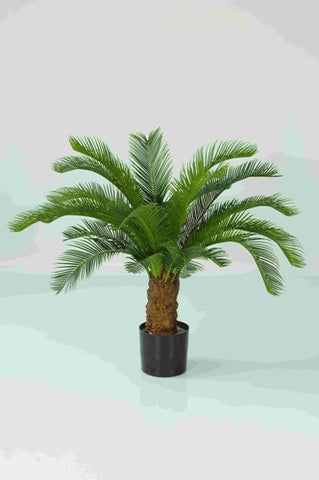 Baby Cycus Palm - PlantPeople