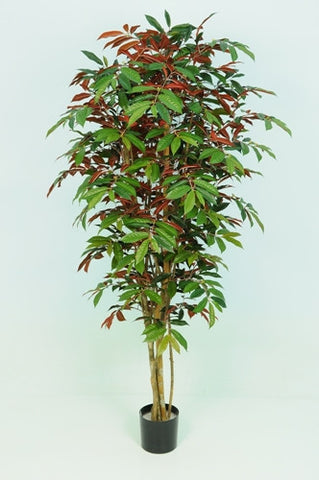 Capensia Tree - PlantPeople