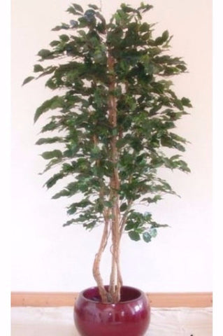 Ficus Tree - PlantPeople