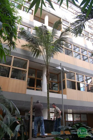 Atrium Plant - PlantPeople