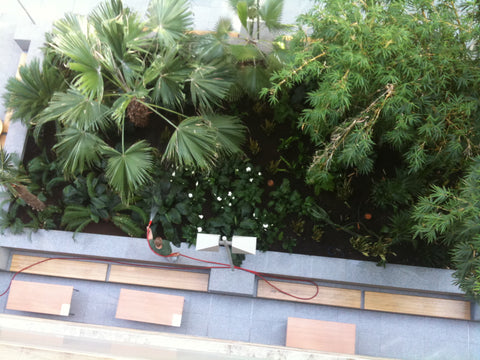 Atrium Plant - PlantPeople
