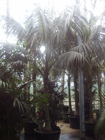 Atrium Plant - PlantPeople