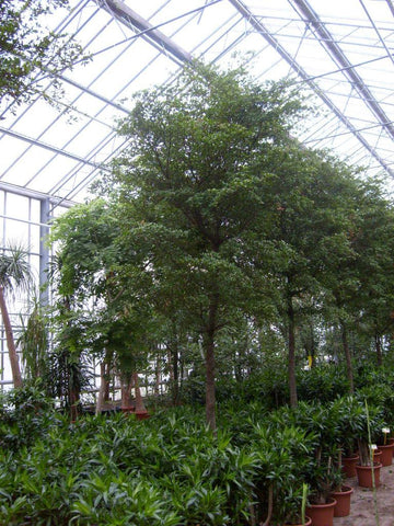 Atrium Plant - PlantPeople