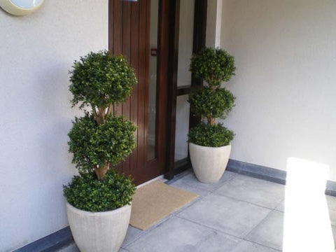 Boxwood Ball Tree - PlantPeople