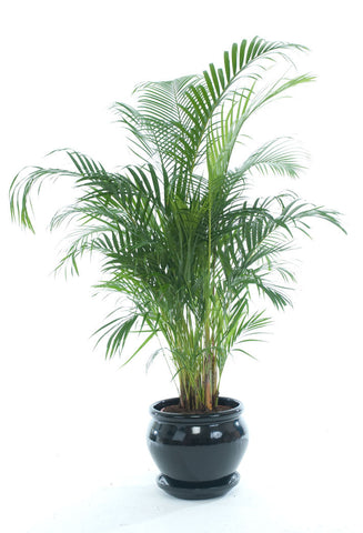 Areca Palm - PlantPeople
