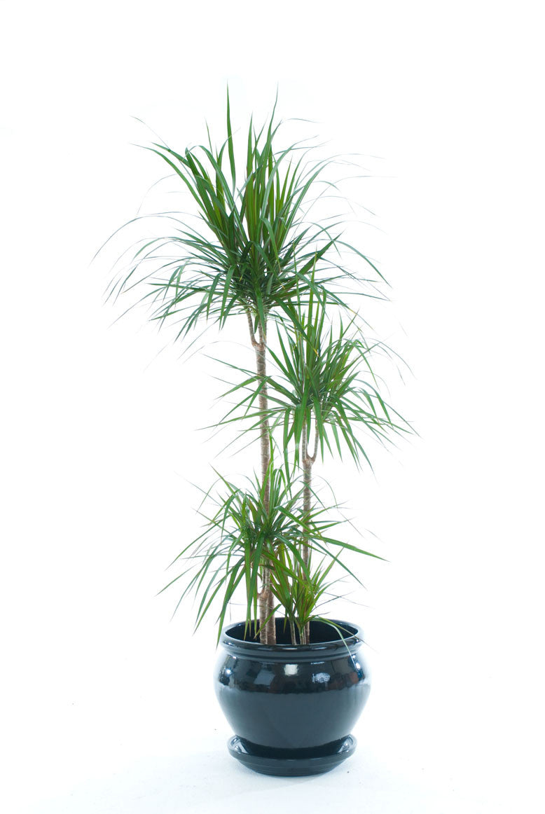 mini dracaena marginata Dracaena Marginata