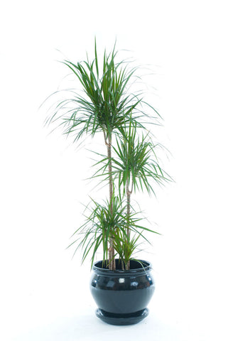 Dracaena Marginata - PlantPeople