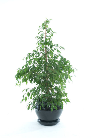 Ficus Benjamina - PlantPeople