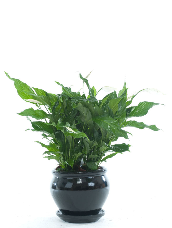 areca palm peace lily Giant Peace Lily
