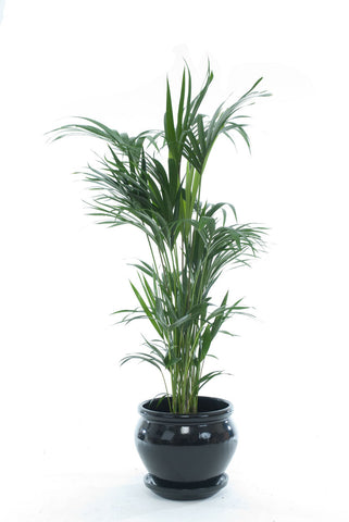 Kentia Palm - PlantPeople