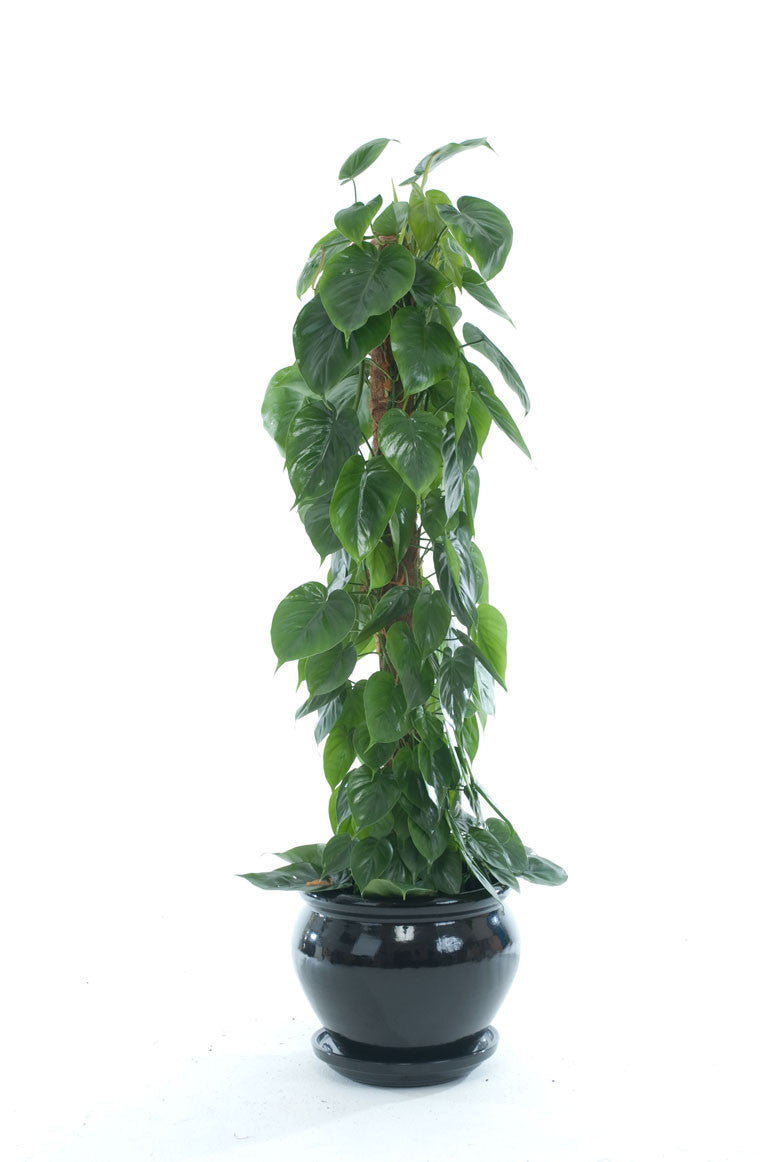 philodendron scandens buy Philodendron Scandens