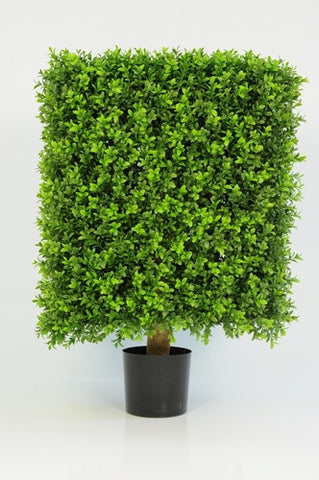 Boxwood Cube - PlantPeople