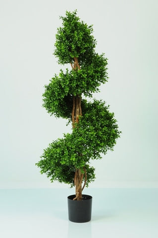 Boxwood Spiral - PlantPeople