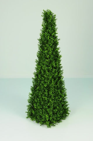 Boxwood Spire - PlantPeople