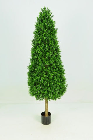 Boxwood Tower - PlantPeople