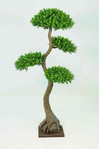 Boxwood Tree x4 Heads - PlantPeople