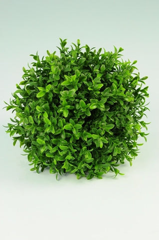 Boxwood Ball - PlantPeople
