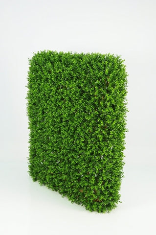 Boxwood Hedge - Large - PlantPeople