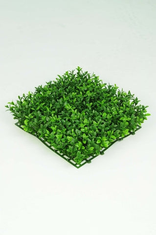 Boxwood Tile - PlantPeople