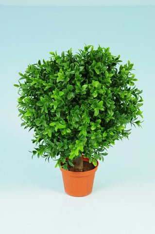 Boxwood Ball in Pot - PlantPeople