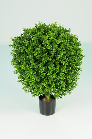 Boxwood oval ball in pot - PlantPeople