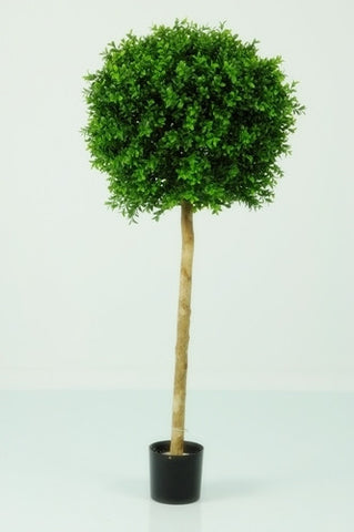Boxwood Ball Tree - PlantPeople