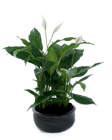 CB Peace Lilly - PlantPeople