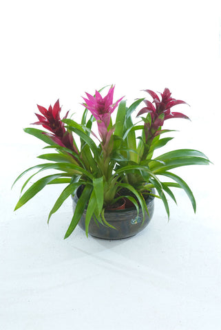 CB Purple Guzmania - PlantPeople