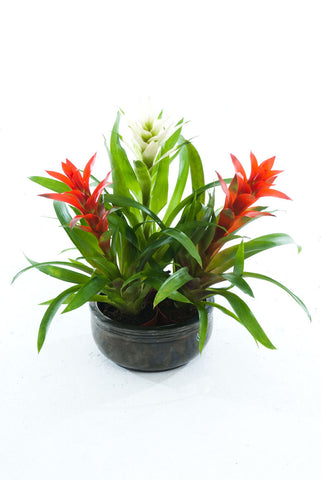 CB Red Guzmania - PlantPeople