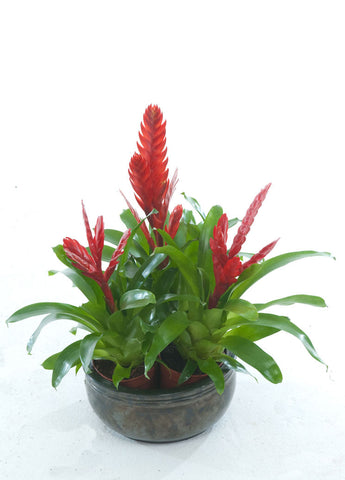 CB Red Vriesea - PlantPeople