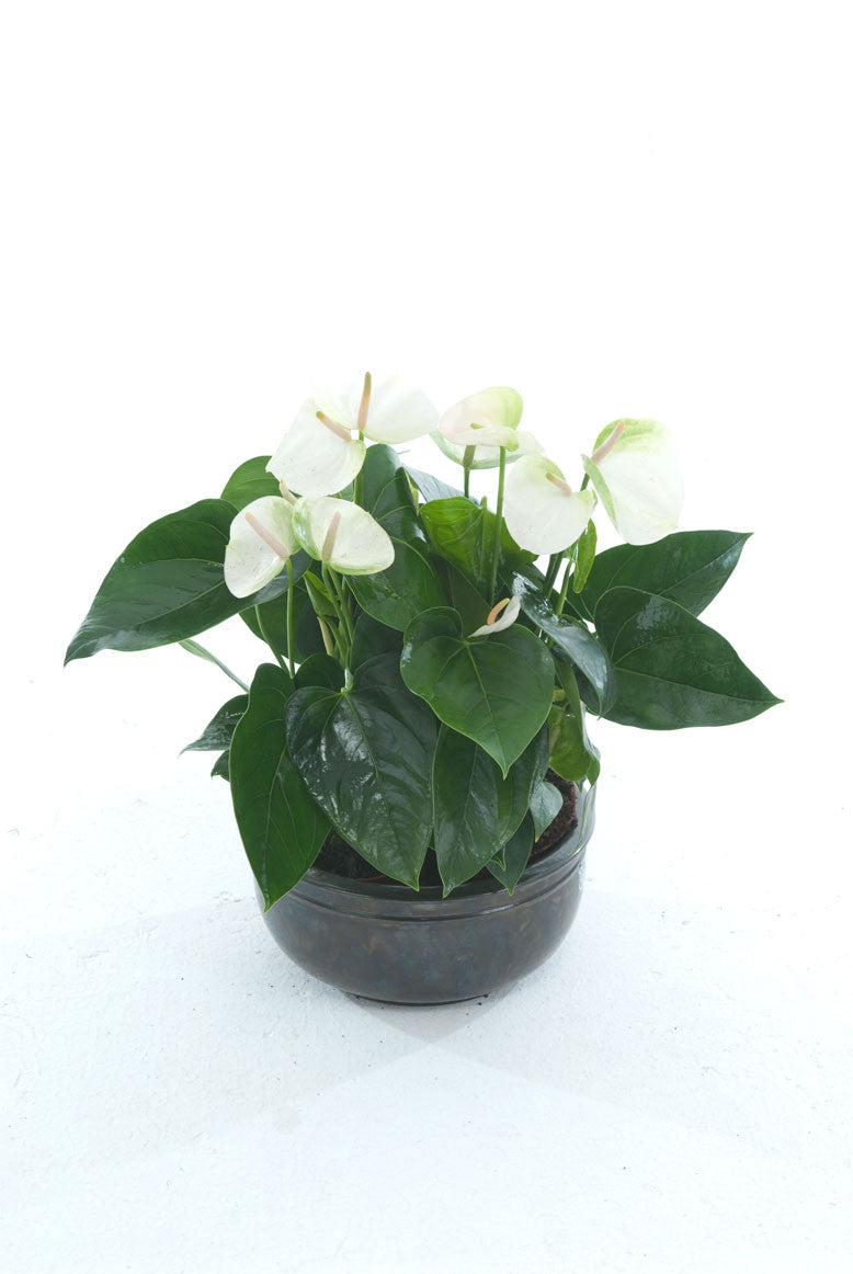 anthurium sierra white CB White Anthurium