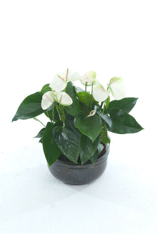 CB White Anthurium - PlantPeople