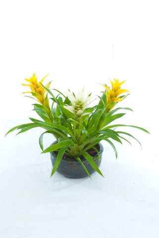 CB Yellow Guzmania - PlantPeople