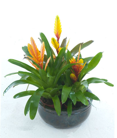 CB Yellow Vriesea - PlantPeople