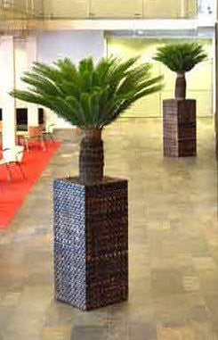 Cycad - PlantPeople
