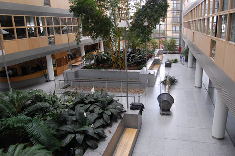 Atrium Plant - PlantPeople