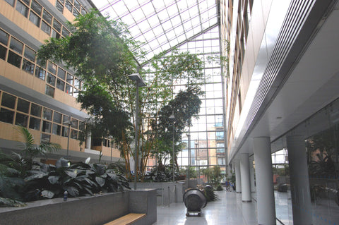 Atrium Plant - PlantPeople