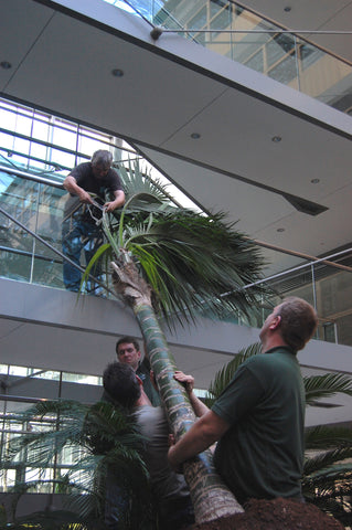 Atrium Plant - PlantPeople