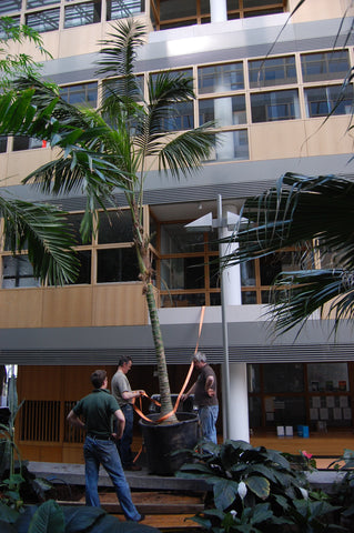 Atrium Plants - PlantPeople