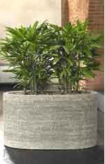 Dracaena fragrans - PlantPeople