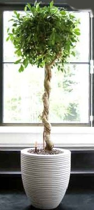 Ficus benjamina - PlantPeople