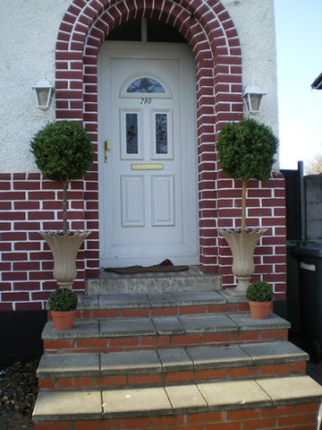 Boxwood Ball Tree - PlantPeople