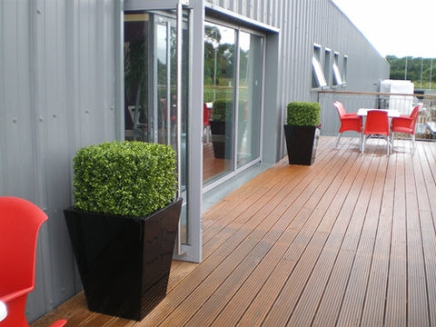 Boxwood Cube - PlantPeople