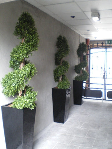 Boxwood Spiral - PlantPeople